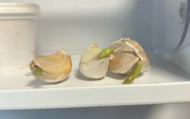 5 thực phẩm để trong tủ lạnh ngang "xây tổ" cho vi khuẩn và mầm bệnh: Nhiều gia đình Việt biết sai nhưng cố chấp- Ảnh 3. 5 thực phẩm để trong tủ lạnh ngang "xây tổ" cho vi khuẩn và mầm bệnh: Nhiều gia đình Việt biết sai nhưng cố chấp- Ảnh 3.