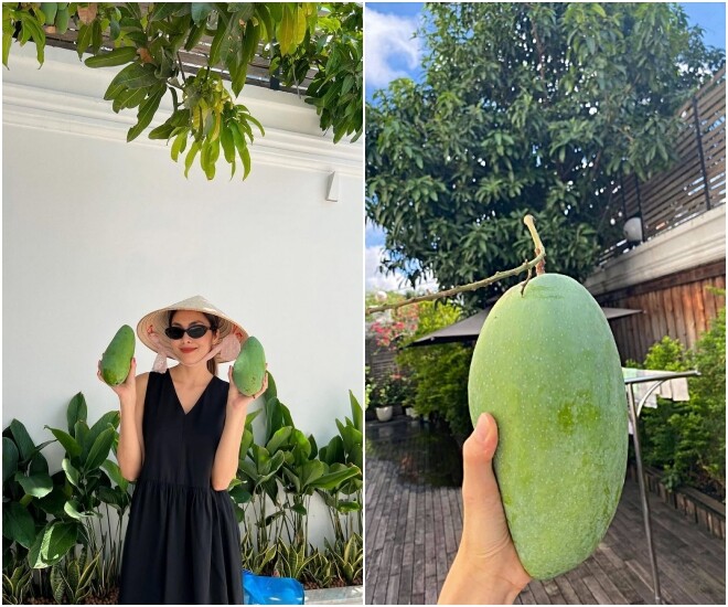 Cây ăn quả hút tiền cả Tăng Thanh Hà và Mỹ Tâm đều trồng trong biệt thự triệu đô, mỗi mùa thu hoạch cả trăm trái - 1