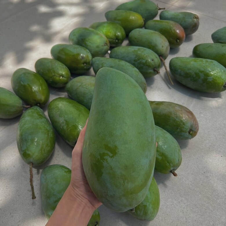 Cây xoài trong nhà Tăng Thanh Hà.