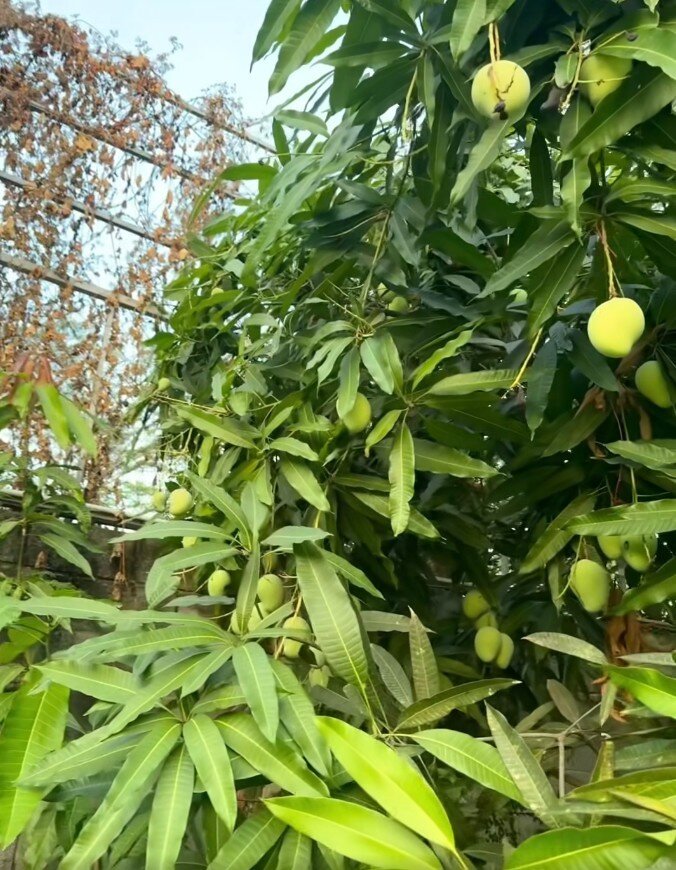 Cây ăn quả hút tiền cả Tăng Thanh Hà và Mỹ Tâm đều trồng trong biệt thự triệu đô, mỗi mùa thu hoạch cả trăm trái - 3