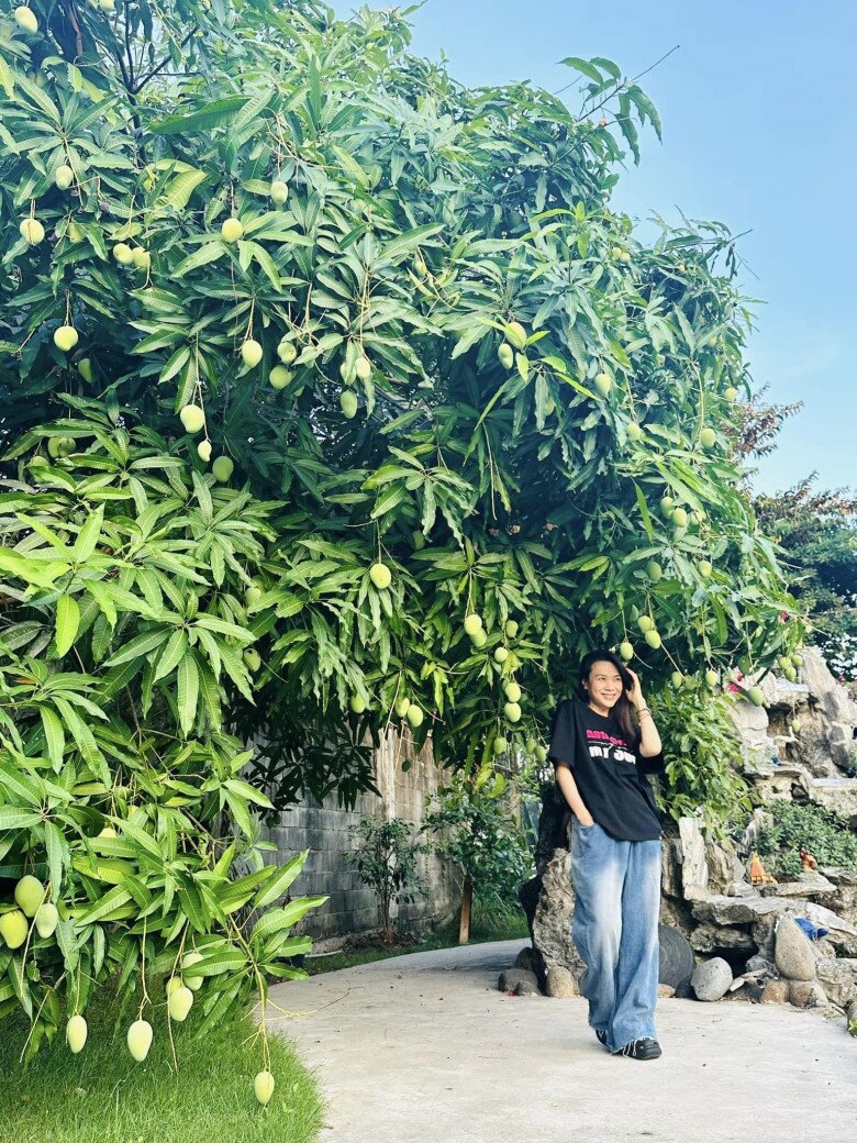 Cây xoài trong biệt thự của Mỹ Tâm.