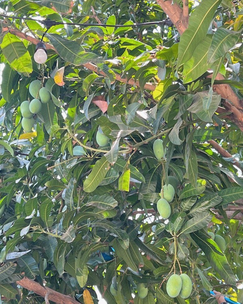 Cây ăn quả hút tiền cả Tăng Thanh Hà và Mỹ Tâm đều trồng trong biệt thự triệu đô, mỗi mùa thu hoạch cả trăm trái - 5