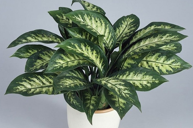 Cây vạn niên thanh thuộc họ ráy khá độc, bạn không nên trồng.