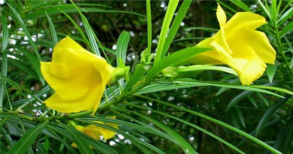 Cây thông thiên (trúc đào hoa vàng) có chứa nhiều chất độc ở hoa, lá, quả và hạt, thậm chí cây này có thể gây tử vong ở người.