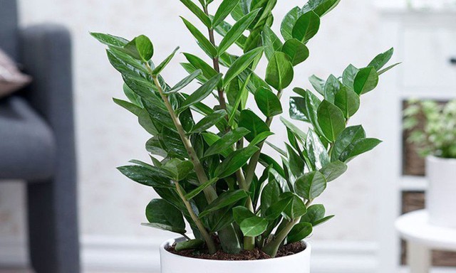 Tuy cây kim tiền giúp thanh lọc không khí, loại bỏ khói bụi, khí độc nhưng bản thân nó có chứa độc tố trong thân, lá... có thể gây hại cho con người, đặc biệt là trẻ em nếu không may tiếp xúc.