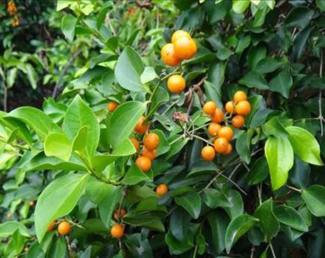 Cây mã tiền có quả chứa độc dược cực mạnh, nhất là trong hạt của chúng chứa nhiều chất độc alcaloid nếu ăn phải.