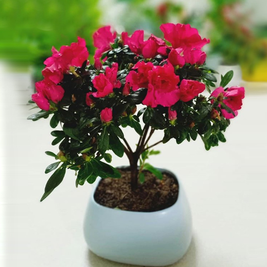 Cây đỗ quyên chứa chất độc andromedotoxin và arbutin glucoside.