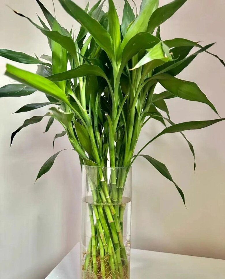 4 loại cây “thần tài” nổi tiếng nhưng nhiều người vẫn ghét bỏ, vứt đi không thương tiếc - 2