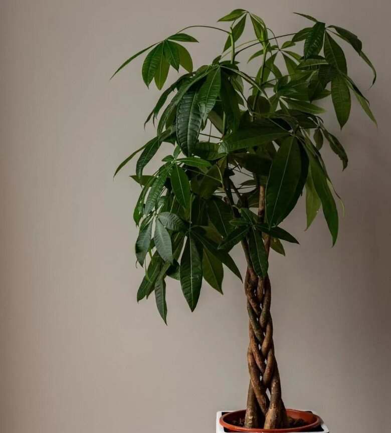 4 loại cây “thần tài” nổi tiếng nhưng nhiều người vẫn ghét bỏ, vứt đi không thương tiếc - 3