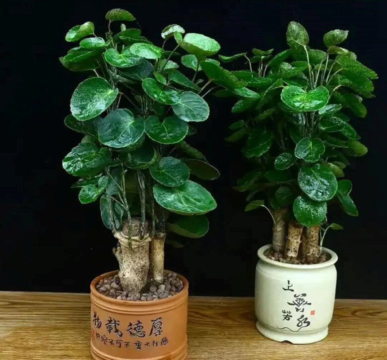 4 loại cây “thần tài” nổi tiếng nhưng nhiều người vẫn ghét bỏ, vứt đi không thương tiếc - 4