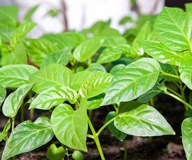 Mặc dù mọc ở rất nhiều nơi nhưng ít ai biết được những công dụng mà lá ớt mang đến (Ảnh minh hoạ)