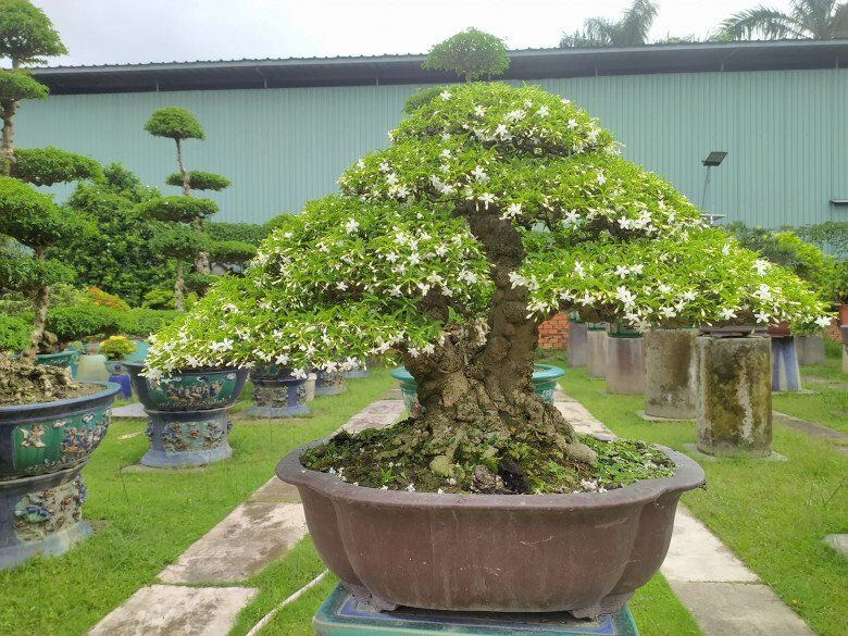 Cây mọc hàng rào tỏa hoa thơm quanh năm lên chậu thành bonsai hút tài lộc, càng trồng lâu càng có giá, con cháu đời đời giàu sang - 1