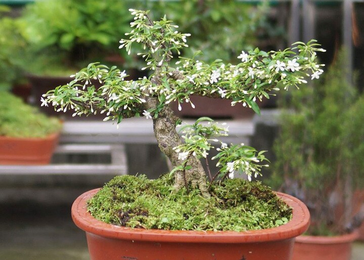 Cây mọc hàng rào tỏa hoa thơm quanh năm lên chậu thành bonsai hút tài lộc, càng trồng lâu càng có giá, con cháu đời đời giàu sang - 4