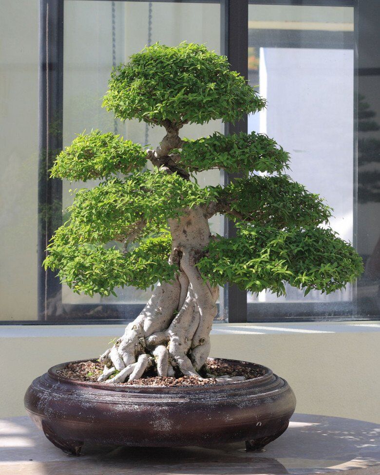 Cây mọc hàng rào tỏa hoa thơm quanh năm lên chậu thành bonsai hút tài lộc, càng trồng lâu càng có giá, con cháu đời đời giàu sang - 5