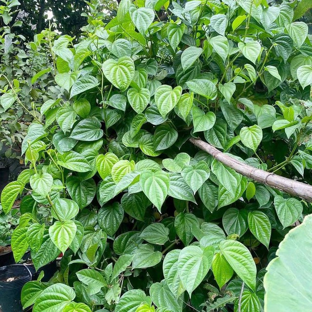 Cây trầu không thuộc loại dây leo sống lâu năm, chiều cao có thể đạt tới 1 mét nếu được chăm sóc đúng cách. Lá cây có hình trái tim, màu xanh bóng đẹp mắt, tạo sự nổi bật cho không gian.