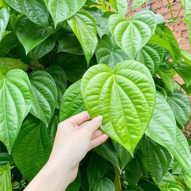 Trong Đông y, trầu không có vị cay nồng, mùi thơm hắc, tính ấm, vào các kinh: phế, tỳ, vị có tác dụng trừ phong thấp, chống lạnh, hạ khí, tiêu đờm, tiêu viêm, sát trùng.