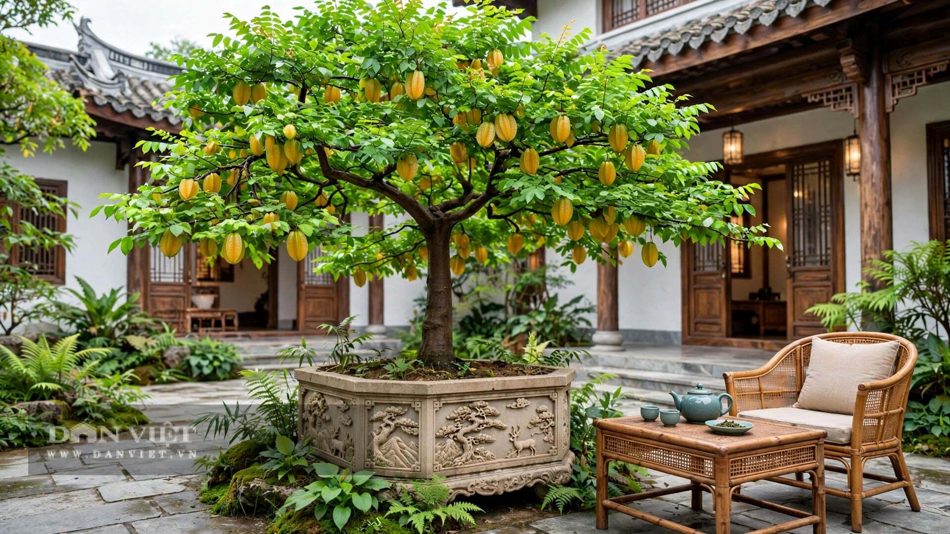 Không có cây cảnh nào gợi quê hơn cây khế.