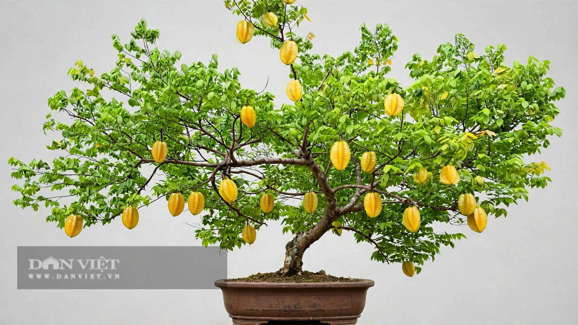Cây khế lại rất hiền, không kén đất
