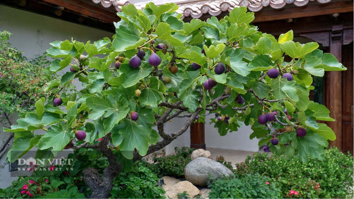 Về phong thủy, đúng như tên gọi, cây cảnh mang ý nghĩa sung túc