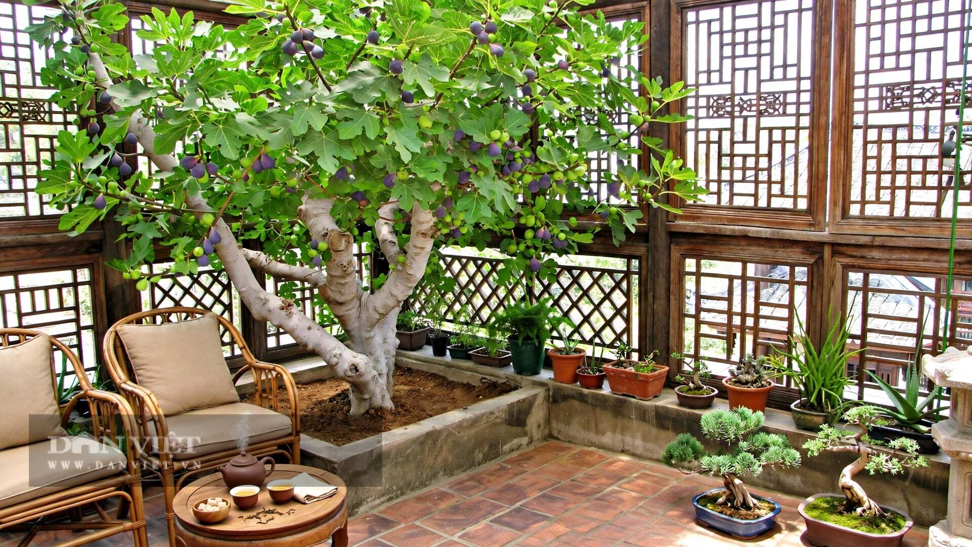 Về phong thủy, đúng như tên gọi, cây cảnh mang ý nghĩa sung túc