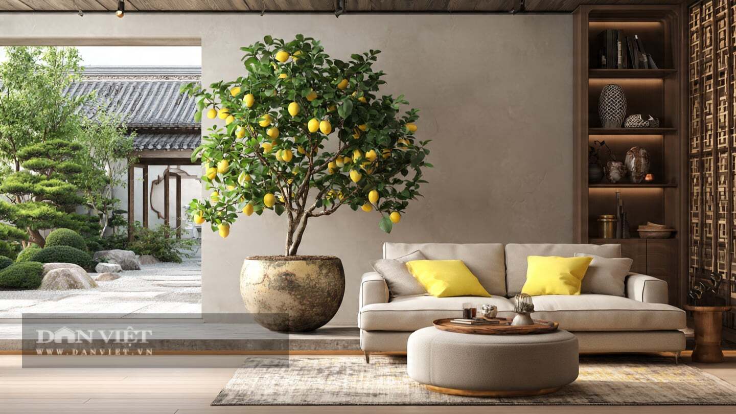3 cây cảnh cho quả ngon ngọt, trồng ở ban công nhà phố, níu hồn quê, dưỡng tâm an, giữ sung túc, đủ đầy - 10