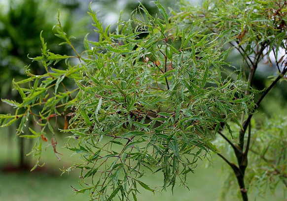 Đinh lăng thuộc cây thân bụi, có chiều cao từ 0,8 – 1,5 mét. Thân cây nhẵn, không có gai, ít phân nhánh.