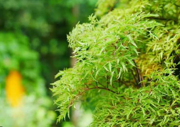 Cây đinh lăng thuộc hành Mộc - biểu tượng của sự sinh sôi, phát triển và may mắn.