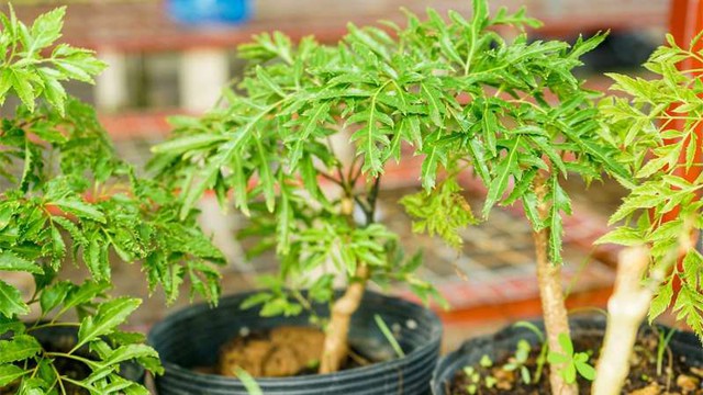 Theo quan niệm dân gian, trồng cây đinh lăng trước nhà sẽ giúp gia đình chặn bớt luồng khí xấu, đông thời còn thu hút nhiều lộc tài.