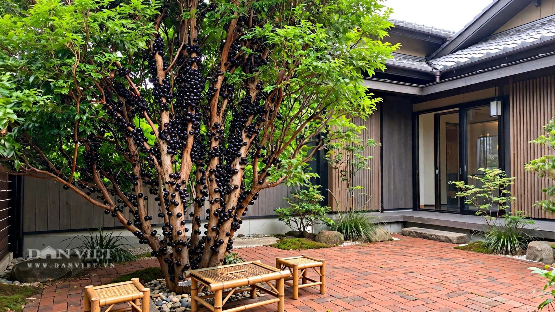 Cây cảnh này đẹp suốt 4 mùa.