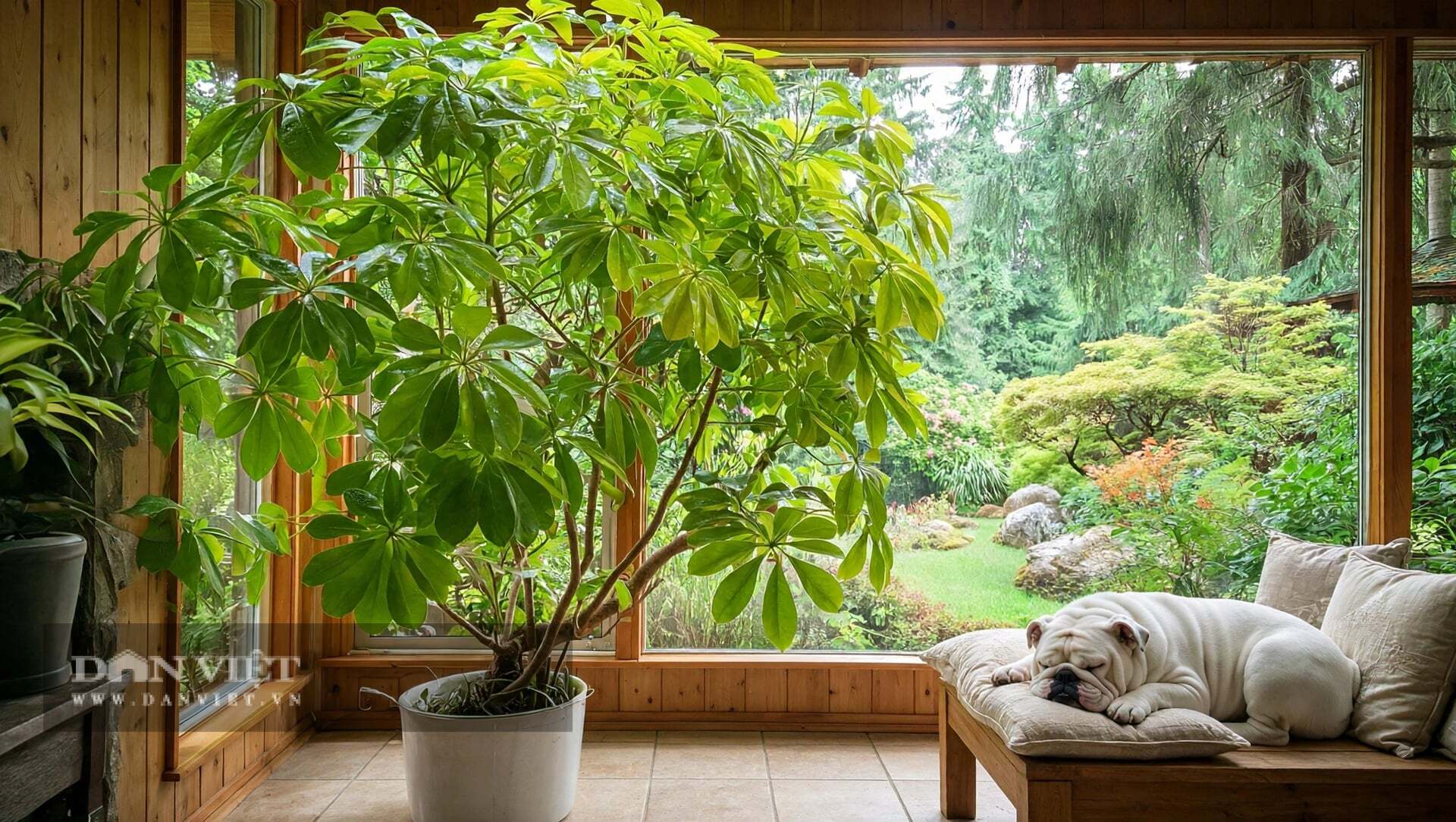 Mỗi lá cây cảnh ngũ gia bì là một bàn tay nhỏ đang mở ra.