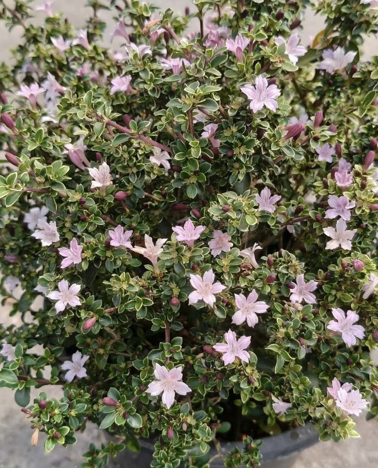 Cây cảnh nghe tên đã thấy may mắn, trồng một chậu như đón hỉ sự vào nhà, cắm cành xuống đất 3 tháng là bén rễ - 1