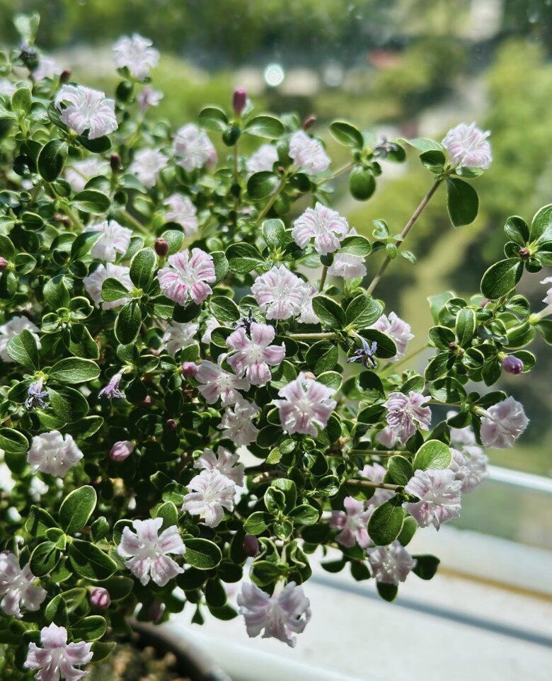 Cây cảnh nghe tên đã thấy may mắn, trồng một chậu như đón hỉ sự vào nhà, cắm cành xuống đất 3 tháng là bén rễ - 4