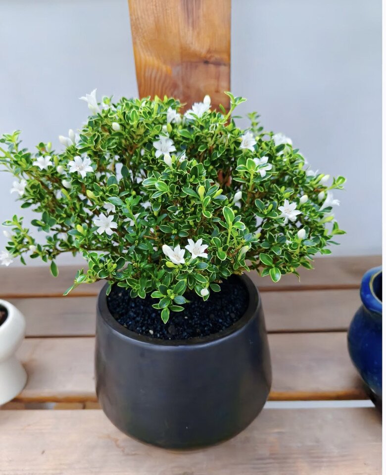 Cây cảnh nghe tên đã thấy may mắn, trồng một chậu như đón hỉ sự vào nhà, cắm cành xuống đất 3 tháng là bén rễ - 6
