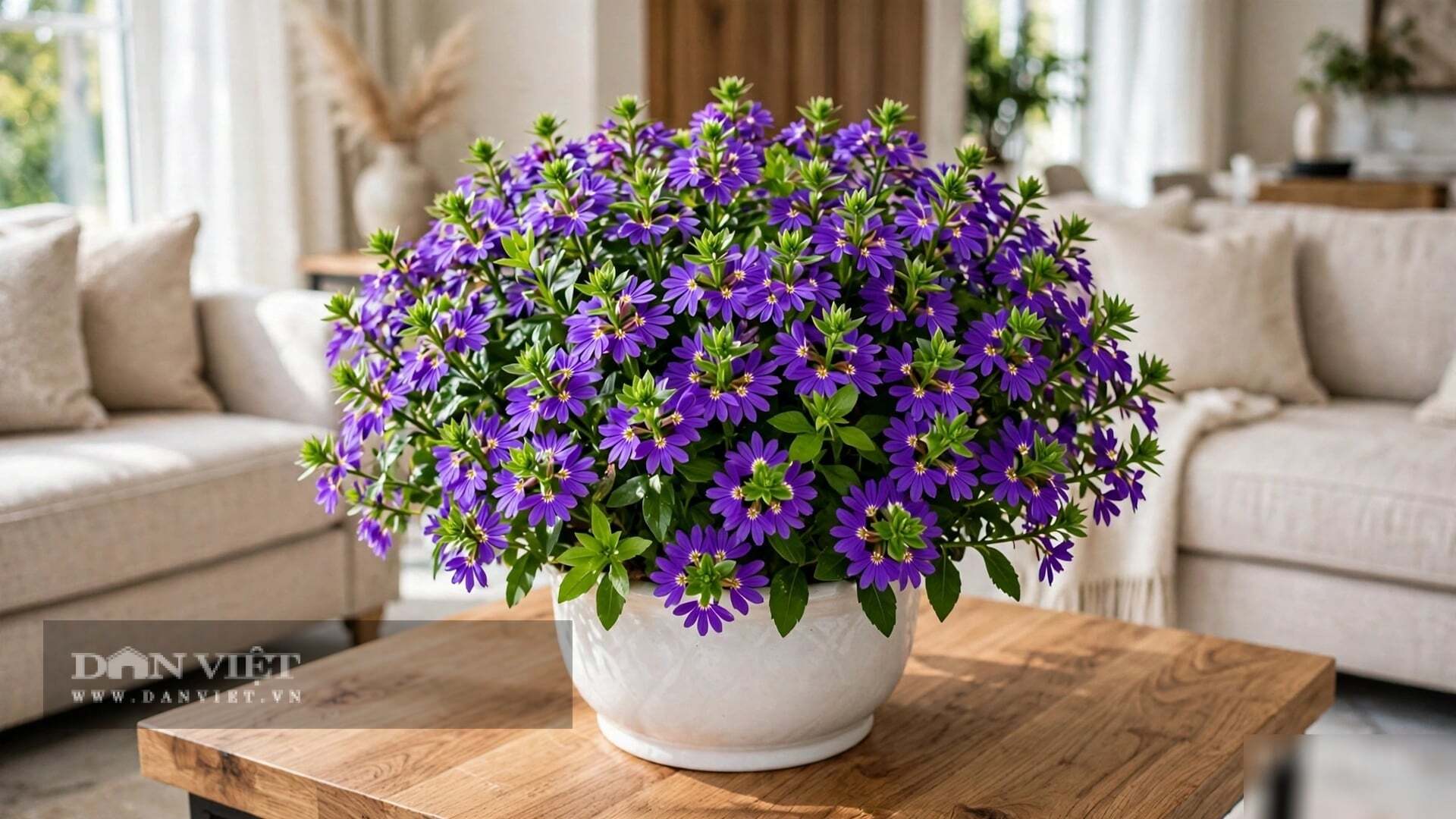 Ba cây cảnh nở hoa xanh chữa lành