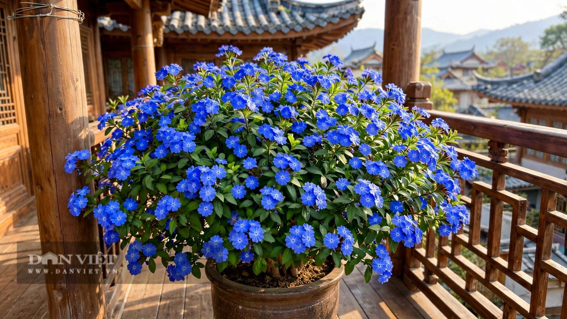 Màu xanh ấy đậm, sâu, trong vắt