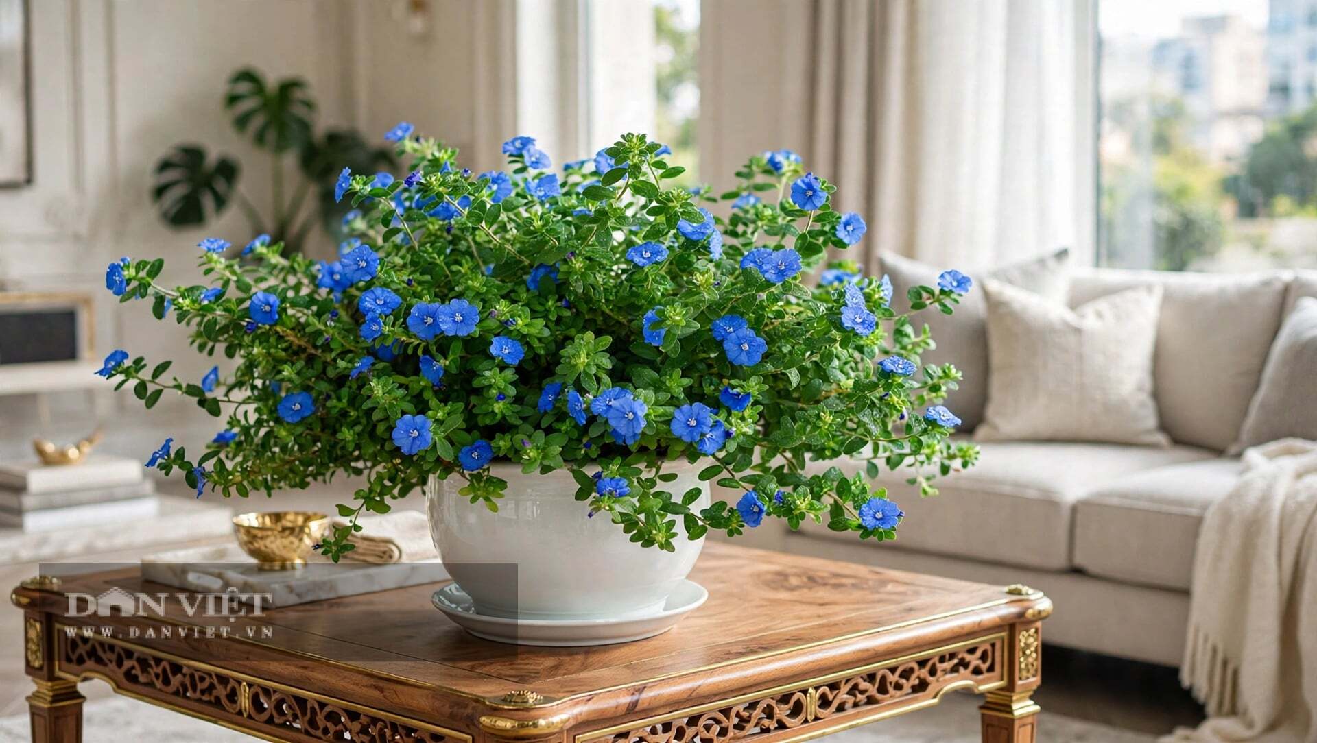 Cây cảnh không cố gắng gây ấn tượng, nó chỉ lặng lẽ ở đó, xanh và an yên, dạy cho ta bài học về hạnh phúc giản đơn.