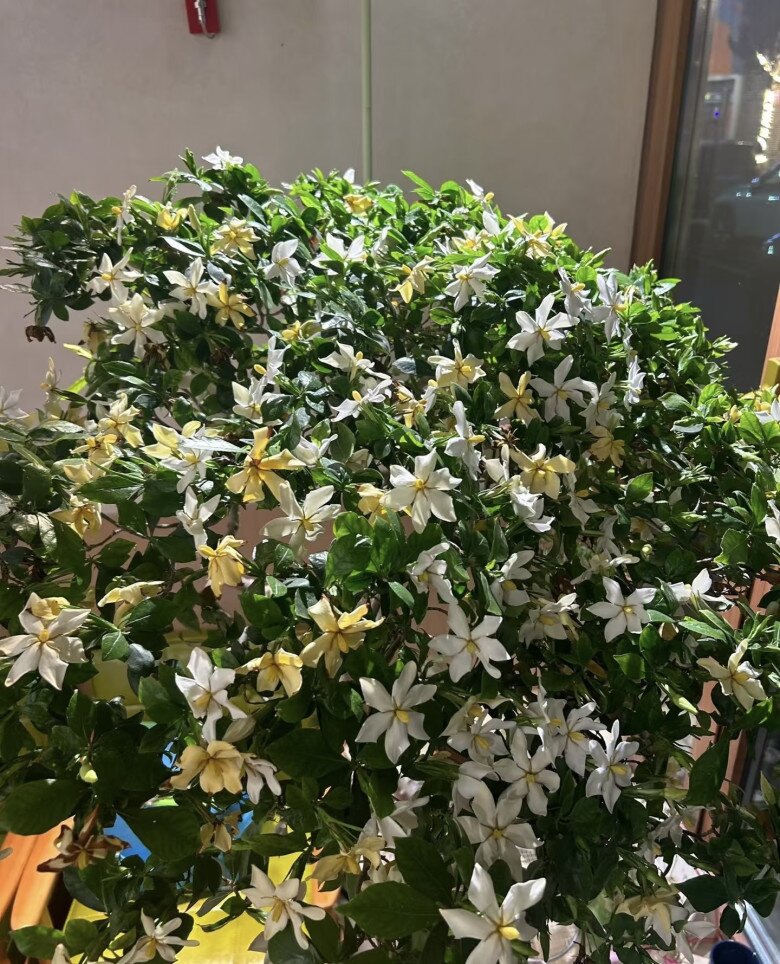 Cây dại cho hoa thơm nức mũi lên chậu thành bonsai tiền triệu, cắm cành vào đất là bén rễ, người lười mấy cũng trồng được - 1