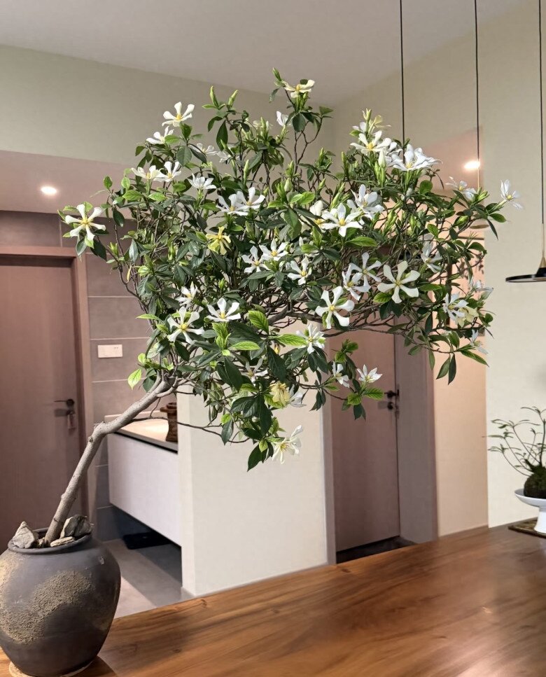Cây dại cho hoa thơm nức mũi lên chậu thành bonsai tiền triệu, cắm cành vào đất là bén rễ, người lười mấy cũng trồng được - 6