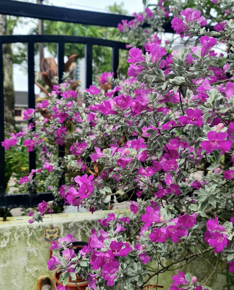 Loài cây lá bạc, hoa tím đẹp chẳng kém hoa giấy, quanh năm nở rộ, lên chậu làm bonsai tiền triệu, người lười cũng trồng được - 1