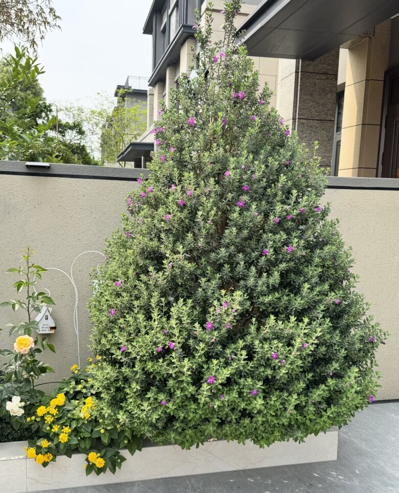 Loài cây lá bạc, hoa tím đẹp chẳng kém hoa giấy, quanh năm nở rộ, lên chậu làm bonsai tiền triệu, người lười cũng trồng được - 3
