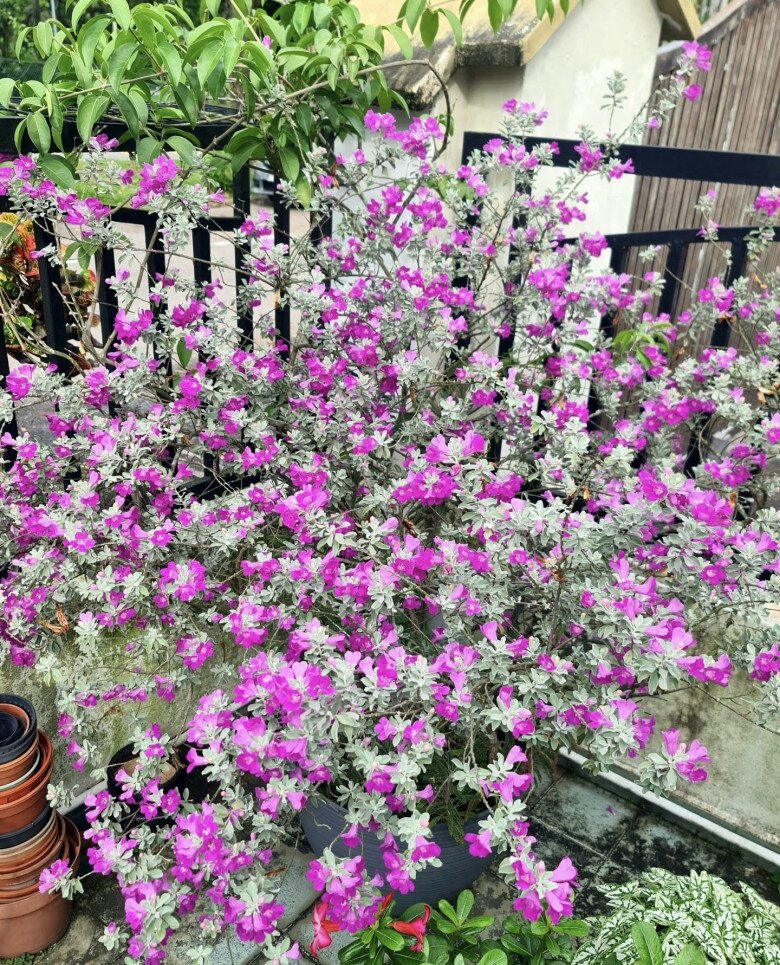 Loài cây lá bạc, hoa tím đẹp chẳng kém hoa giấy, quanh năm nở rộ, lên chậu làm bonsai tiền triệu, người lười cũng trồng được - 6