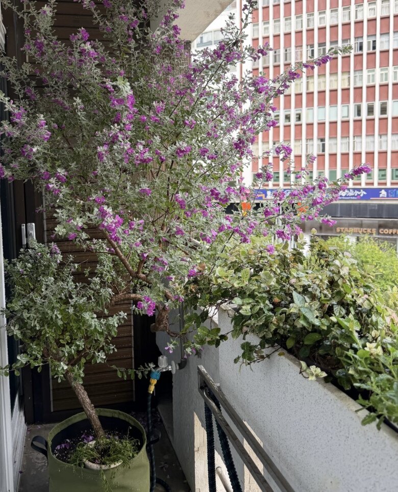 Loài cây lá bạc, hoa tím đẹp chẳng kém hoa giấy, quanh năm nở rộ, lên chậu làm bonsai tiền triệu, người lười cũng trồng được - 8