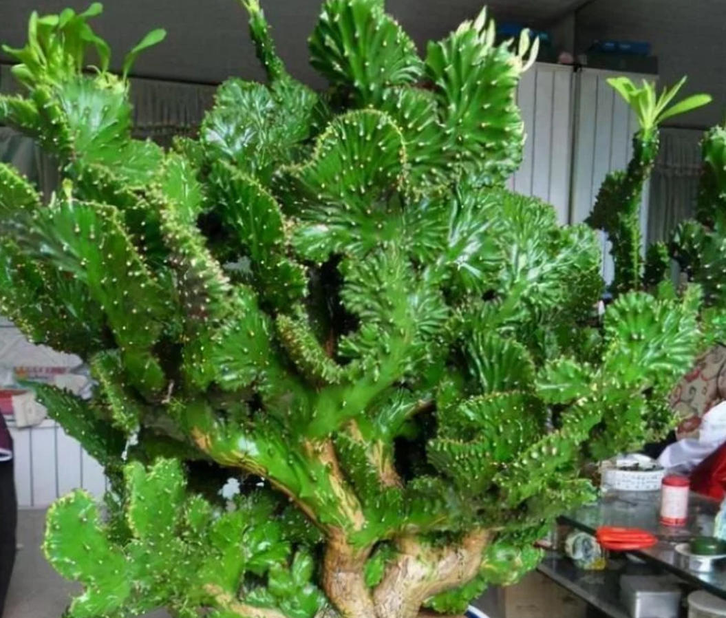 Cây ngọc kỳ lân với hình dáng như một hòn non bộ xanh mướt, thích hợp đặt ở ban công để đón vượng khí và may mắn.