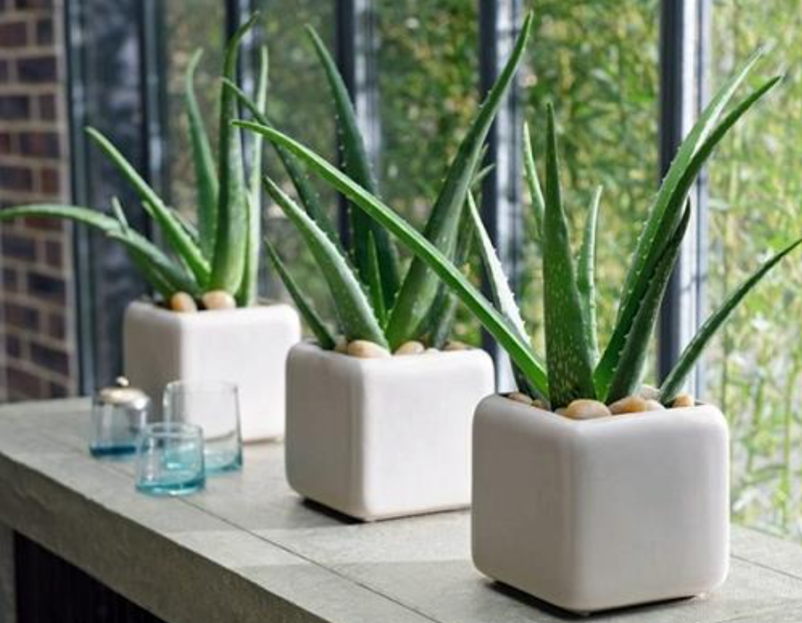 Cây lô hội với lá mọng nước, được xem là vệ sĩ xanh có khả năng hấp thụ khí xấu và năng lượng tiêu cực, giúp không gian ban công trở nên trong lành, an toàn.