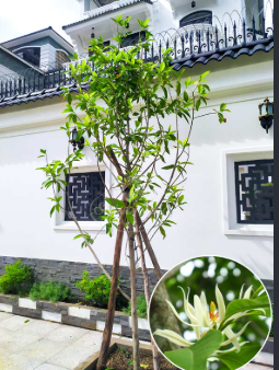 Theo quan niệm phong thủy, cây ngọc lan được coi là loài cây mang đến tài lộc, sự bình an và hạnh phúc cho gia đình.