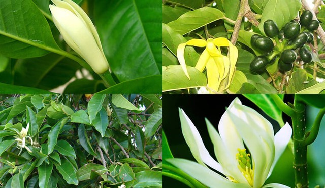 Hương thơm của hoa ngọc lan còn tượng trưng cho sự lưu luyến khó phai nên hoa ngọc lan cũng thường được dùng để làm quà tặng cho người khác giới.