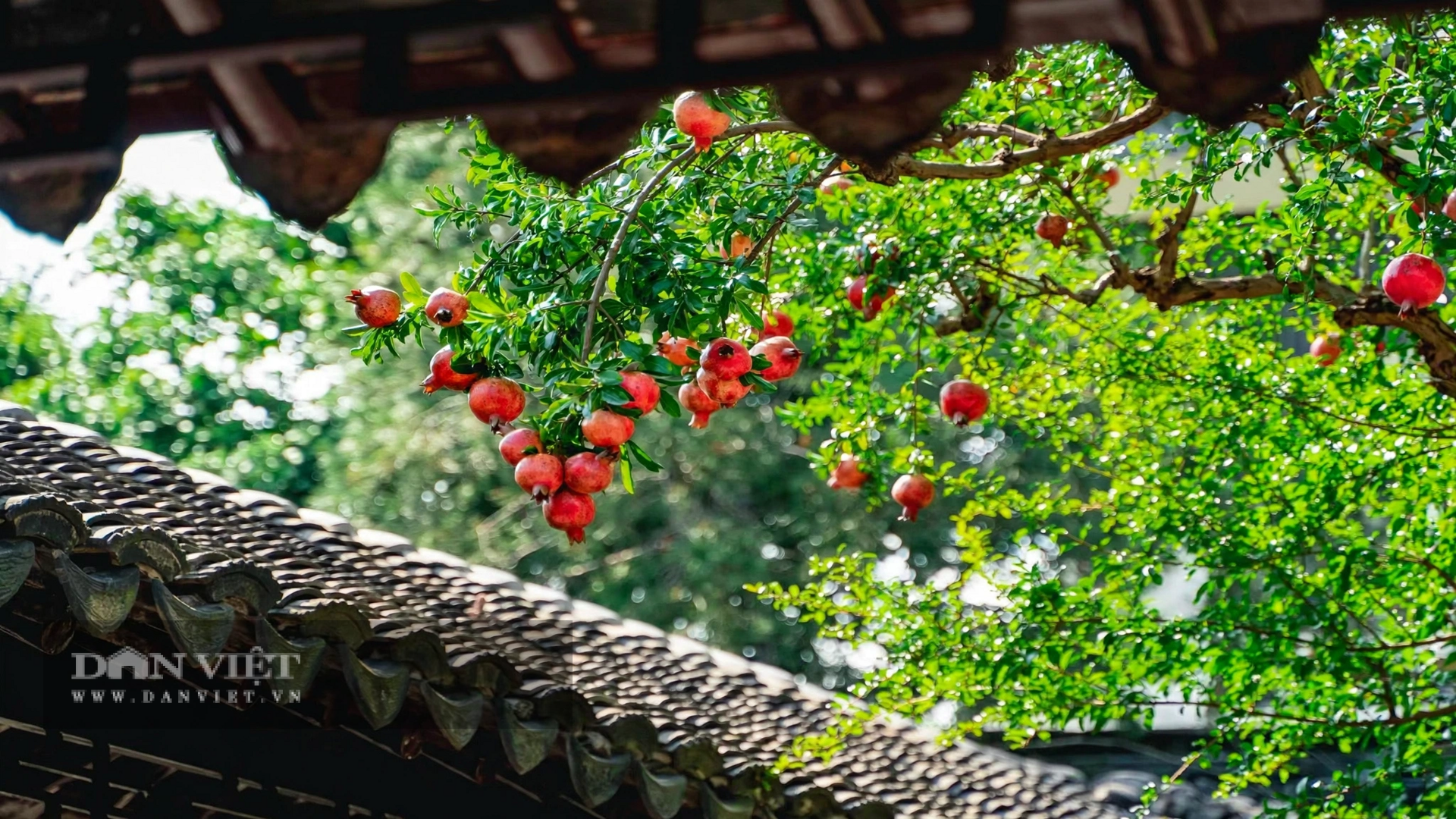 Xuân, hè, thu, nó cứ xanh tốt