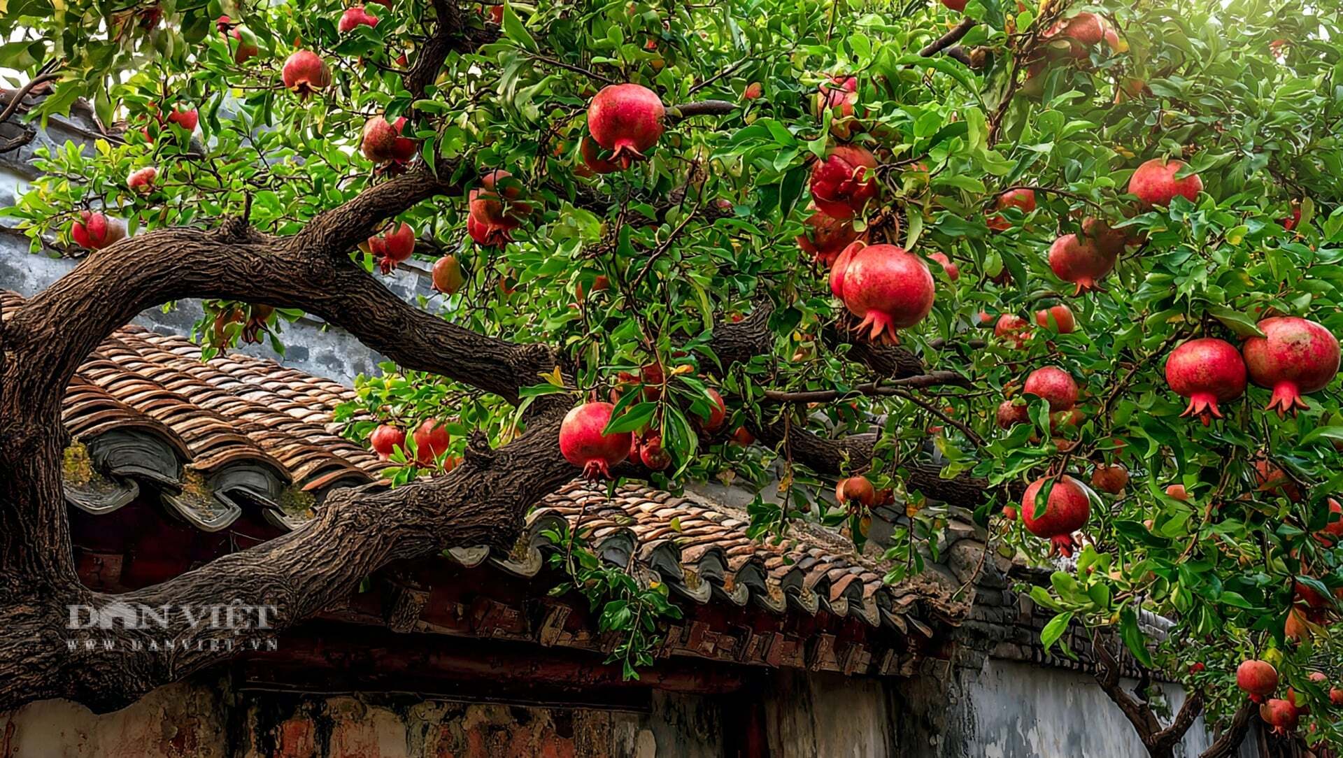 Quả lựu trăm hạt là biểu tượng cổ xưa