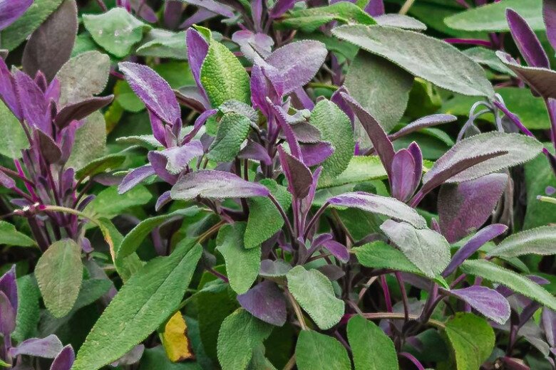 Loại lá “3 trong 1” vừa làm rau vừa làm thuốc, làm cảnh, giá 300.000 đồng/kg, trồng 3 tháng cho thu hoạch - 4