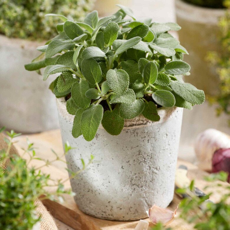 Loại lá “3 trong 1” vừa làm rau vừa làm thuốc, làm cảnh, giá 300.000 đồng/kg, trồng 3 tháng cho thu hoạch - 5